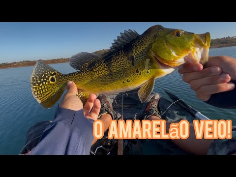 FOMOS ATRÁS DOS TUCUNARÉS EM TRÊS RANCHOS… E DEU PEIXE BOM!