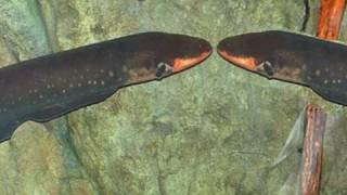 Let's Do it Cole Porter Choral Arrangement