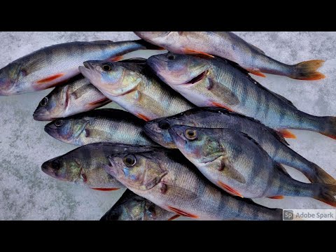 PILKKIKAUDEN PÄÄTÖS 2020-2021 | ÖTÖKKÄJIGEILLÄ AHVENEN PILKINTÄÄ SYVÄSTÄ!