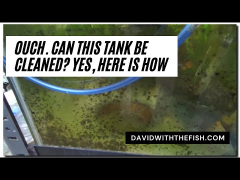 How to clean a really dirty aquarium. If you will touch it