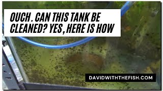 How to clean a really dirty aquarium. If you will touch it