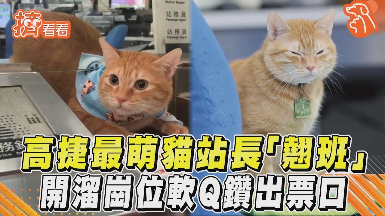 影音/高捷最萌貓站長「翹班」 開溜崗位軟Q鑽出票口