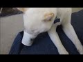Dogs get Brain Freeze Compilation Dogs get Brain Freeze Compilation