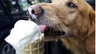 Dogs getting brain freezes