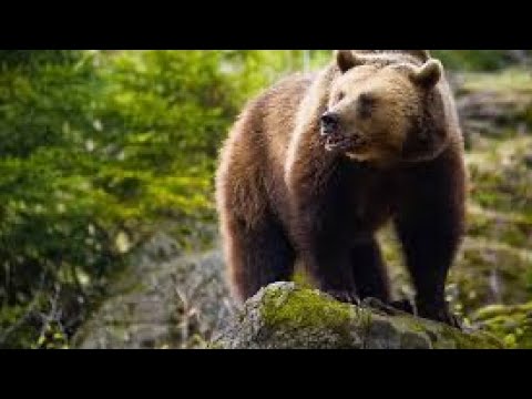 Which cartridges are best for hunting grizzly and brown bears?