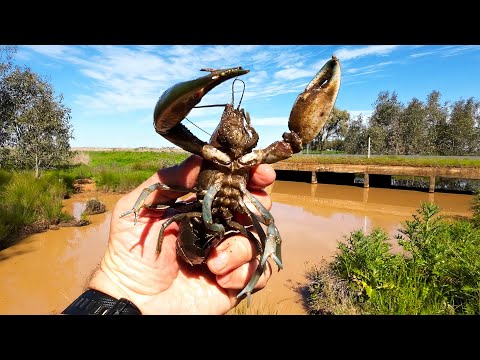 Catching Enormous Yabbies And Carp In The Riverina