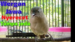 Download lagu flamboyan gacor nyerecet rapat tampa jeda wergan/jawa mp3 Download lagu flamboyan gacor nyerecet rapat tampa jeda wergan/jawa mp3