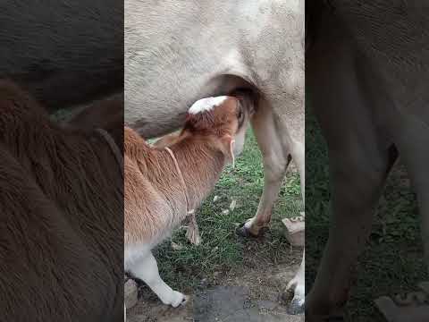 Cute cow calf drinking milk 🍼