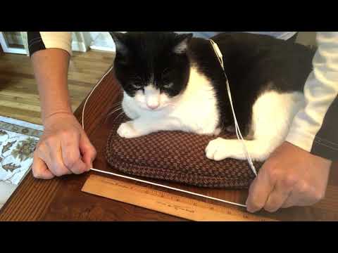 YouTube video about: What size collar for my cat?