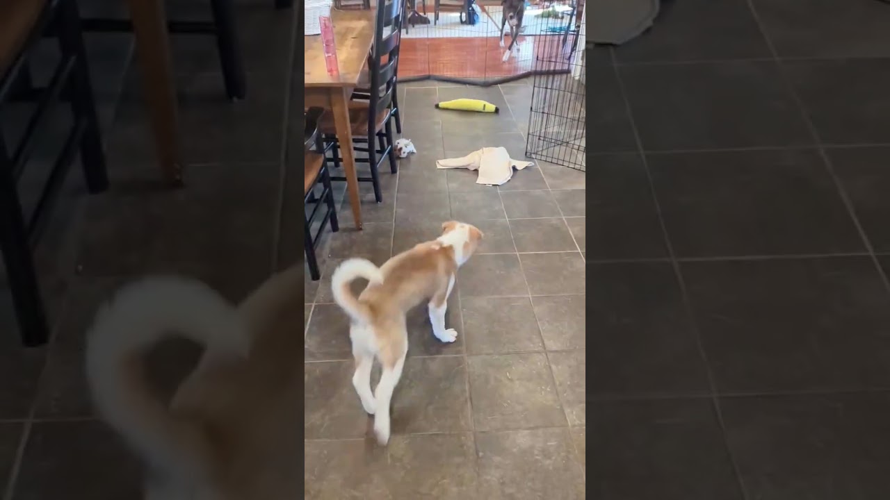 Enlarge Koda, an adopted mixed breed in Sparta, NJ video 2/6