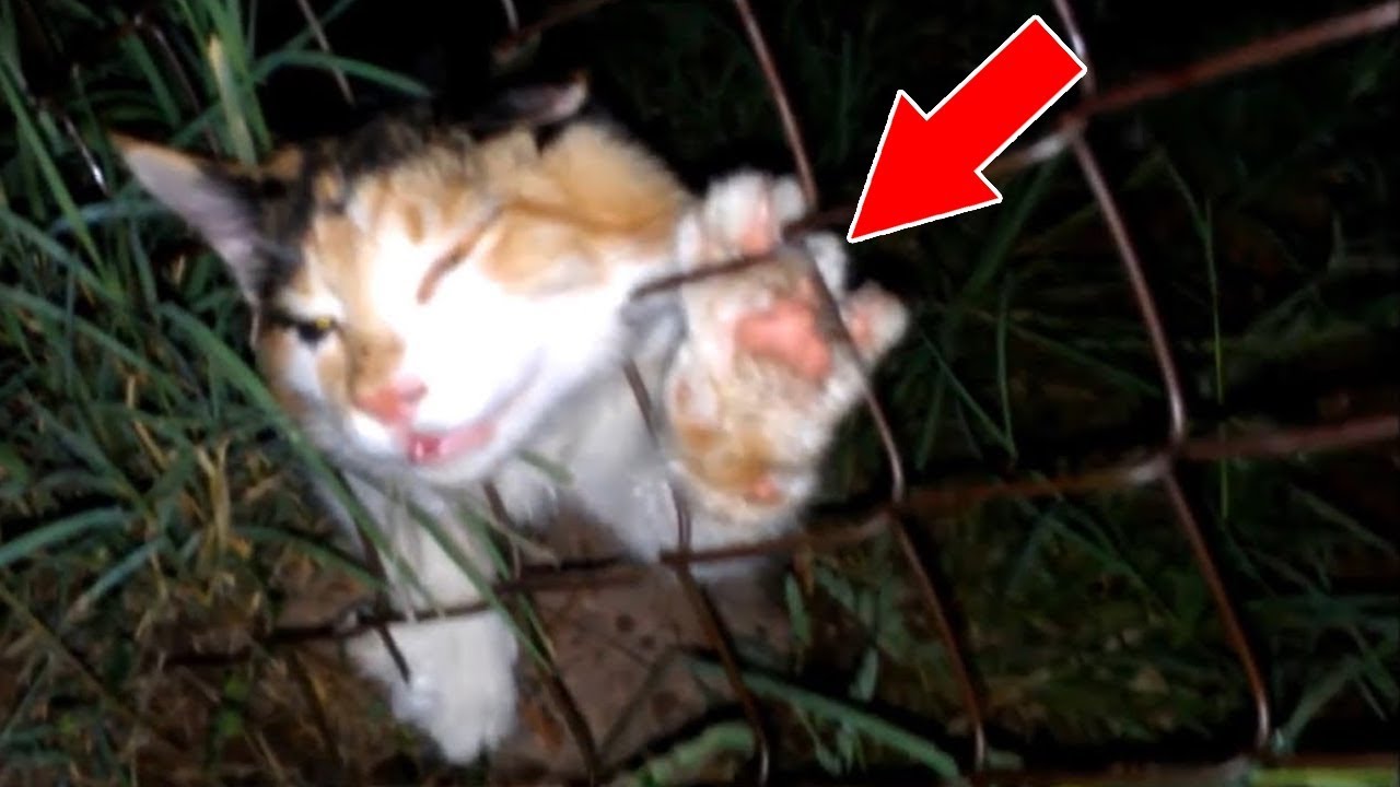 10 Momentos que Vão Restaurar Sua Fé na Humanidade | Heróis da Vida Real