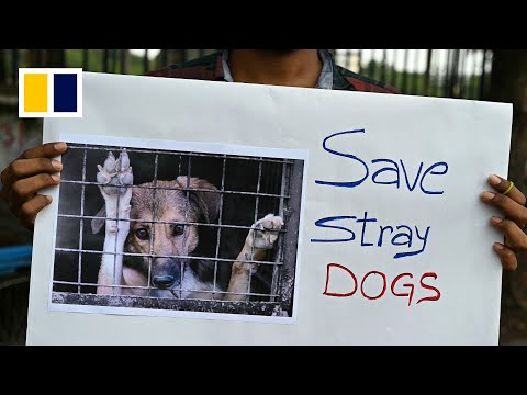 India's Supreme Court orders removal of 60,000 stray dogs from Delhi