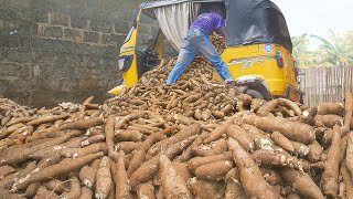 How Tons of Fresh Cassava are Harvested and Processed in Nigeria