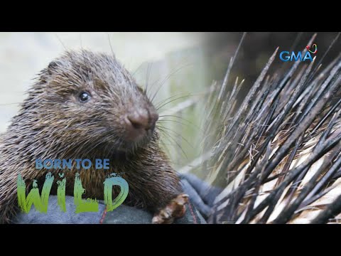 Will this captured Palawan porcupine be released to the wild? Born to be Wild