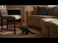 Funny Cat Jumps From Sofa