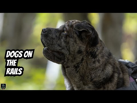 Shar Pei Dogs Go on EPIC Railroad Adventure!