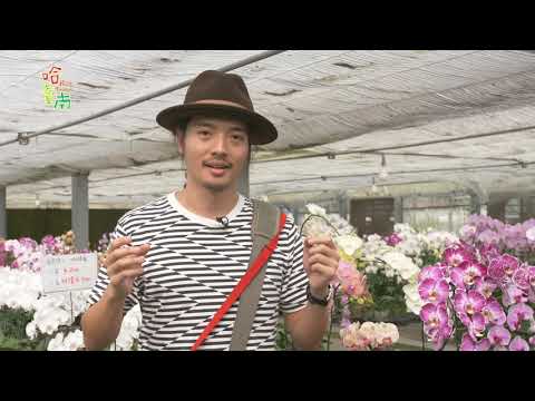 Hot Tainan EP12. Orchid Botanical Garden