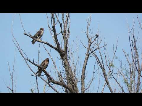 Red-Tailed Hawks by Nest With  5 Young on Harrison Rd @ Selah Wa 5304-110