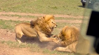 Fighting Lions CRASH Into Tourist Jeep in Wild Safari Chaos
