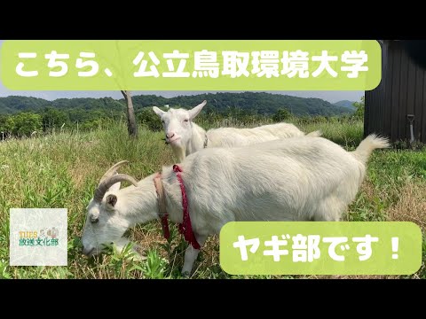 環境学科 TUES放送文化部　こちら、公立鳥取環境大学ヤギ部です！
