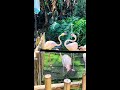 FLAMINGO FIGHT BEAUTIFUL DAY AT THE LOS ANGELES ZOO VLOG