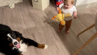 Baby Steals Bernese Mountain Dogs Toy