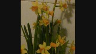 Bogie's Bonnie Belle