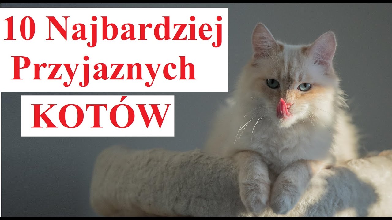 10 Najbardziej PRZYJAZNYCH Kotów