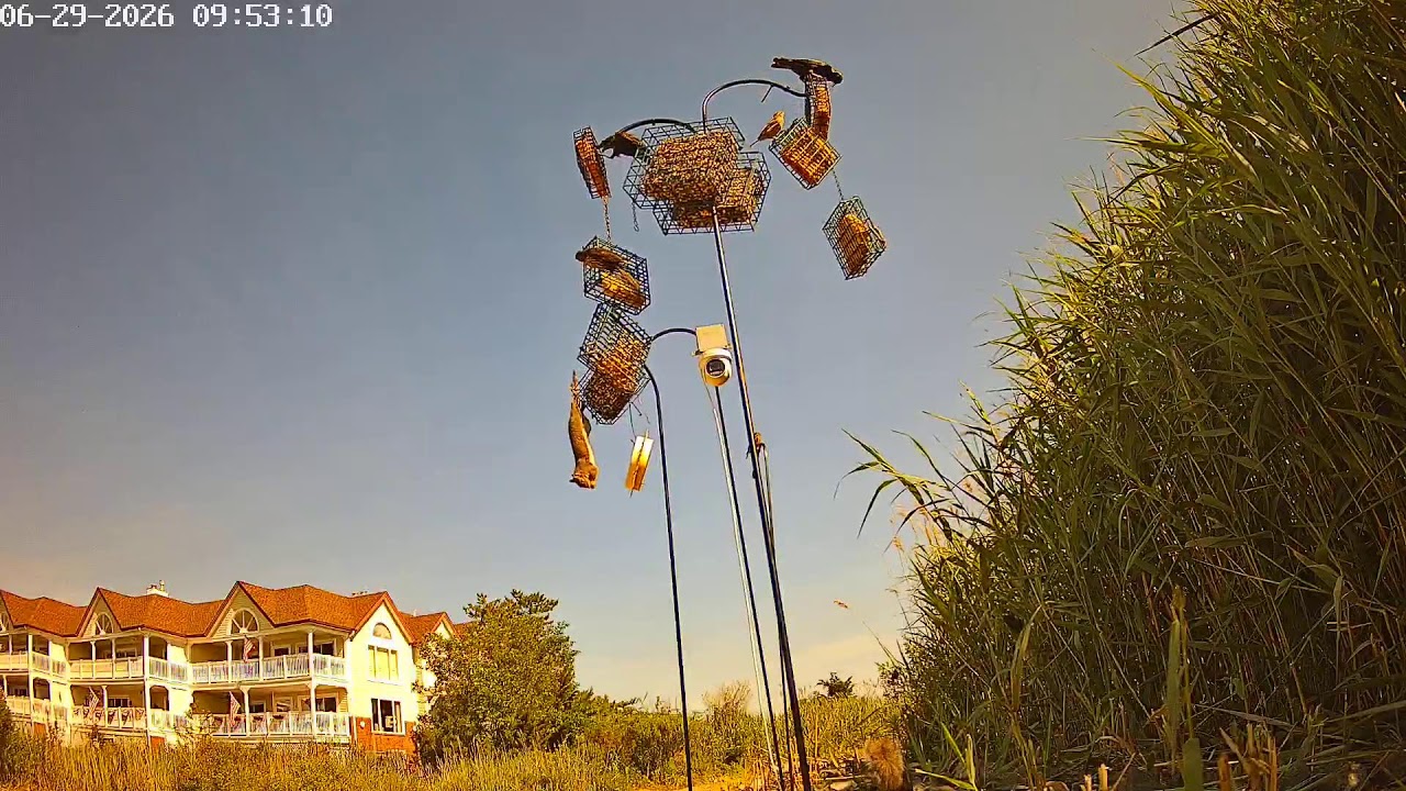 Live webcam view of Broadway Avenue Birdfeeder Cam