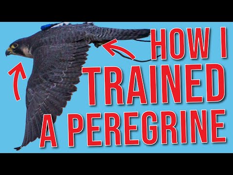 How I Trained a Peregrine Falcon