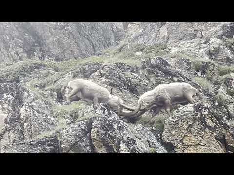 Incredible Alpine Ibex encounter in Austria