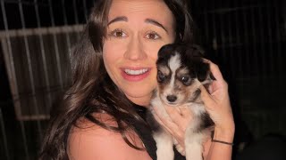 Convincing Colleen to Adopt a Husky Puppy for Her Twins!