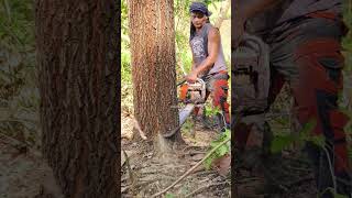 Download lagu acacia mangium #shorts mp3