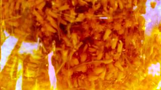 Esmerine | "Mechanics Of Dominion"