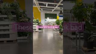 IKEA Houseplants | Big Box plant shopping #bigboxplantshopping #plantshopping