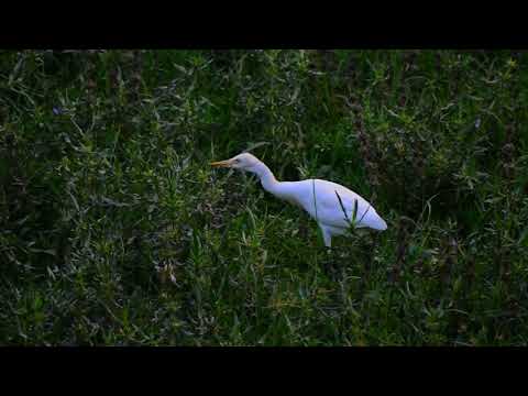 The Crane Clip| sushree creations | Videography