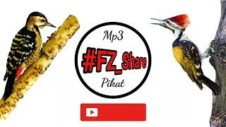 Download lagu Mp3 Pikat Pelatuk Ribut mp3