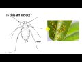Insect Classification Part 1