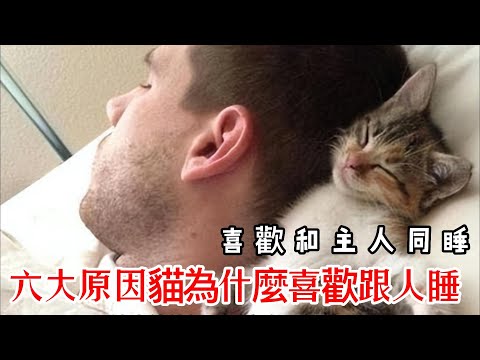六大原因貓為什麼喜歡跟人睡？|\貓咪睡覺的真相：為什麼牠們喜歡跟你睡？|\六個驚人的原因，解密貓咪為何喜歡和主人同睡\揭開貓咪睡覺之謎！|\瞭解貓咪的需求：為什麼他們偏愛和人類一起睡覺？\