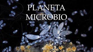 fundacion la caixa Tráiler Planeta Microbio | CaixaForum+ anuncio