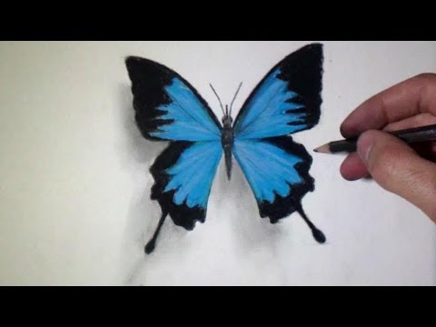 comment colorier un papillon