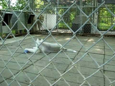 Polargold pups outside.MOV