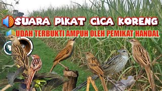 Download lagu Suara Pikat Cica Koreng//Masteran Cica Koreng mp3