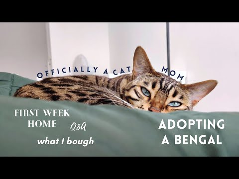 Adopting a Bengal: first week home, what I bought, Q&A...