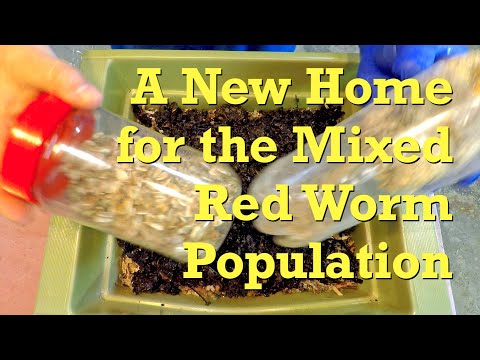 Moving mixed red worms into a newly built & pre-fed bin - vermicompost