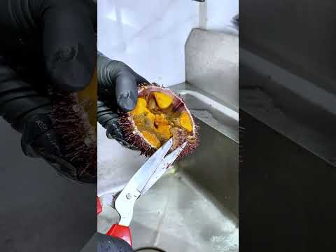 沉浸式开海胆 #解压 #内容启发搜索 #沉浸式 #推荐 #同城好店推荐