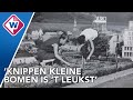 Barbara hield bomen in Madurodam klein: 'Alle storende grassprietjes moesten eruit' - OMROEP WEST