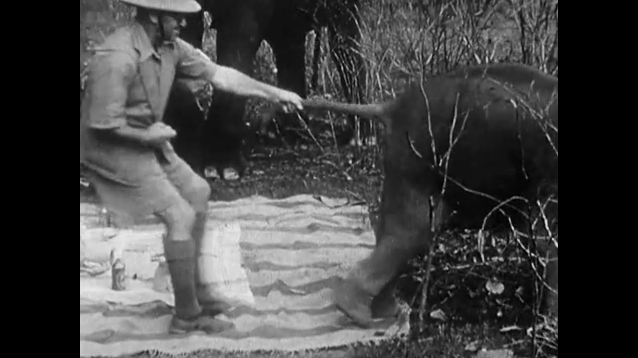 Indian Elephants in the Service of Man