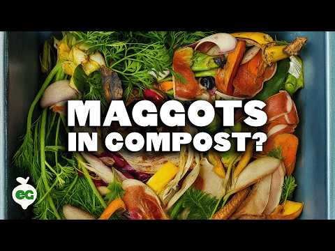 Are Maggots in Your Compost Good or Bad?