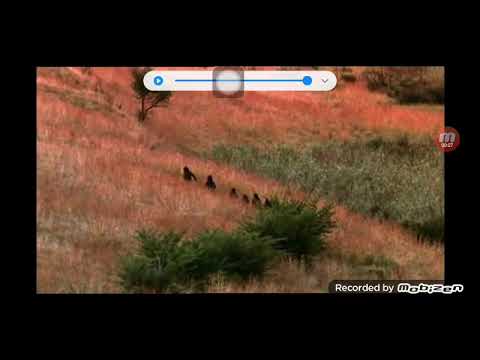 Intro l'Odyssée de l'espèce